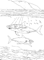 A coloring page of sea animal